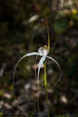Caladenia splendens