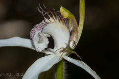 Caladenia splendens