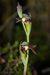 Lyperanthus serratus