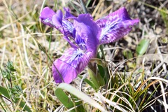 Iris tigridia
