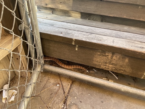 iNaturalist observation photo of Southwestern Speckled Rattlesnake