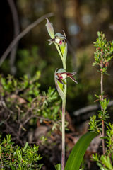 Lyperanthus serratus