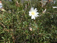 Rafinesquia californica
