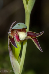 Lyperanthus serratus
