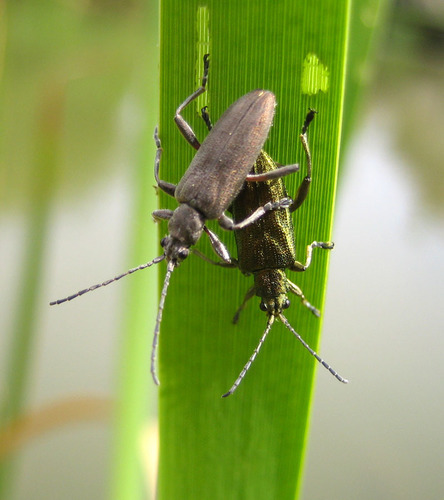 Donacia cinerea Herbst, 1784