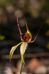 Caladenia macrostylis