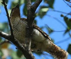 Eudynamys orientalis cyanocephalus