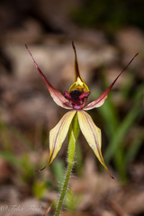 Caladenia macrostylis
