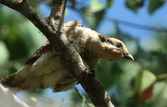 Eudynamys orientalis cyanocephalus