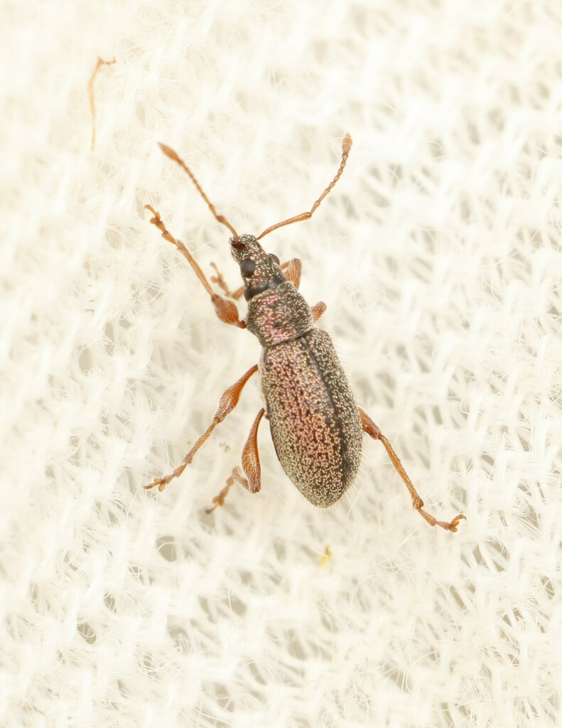 Phyllobius tuberculifer