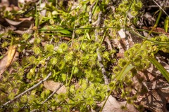 Drosera stolonifera
