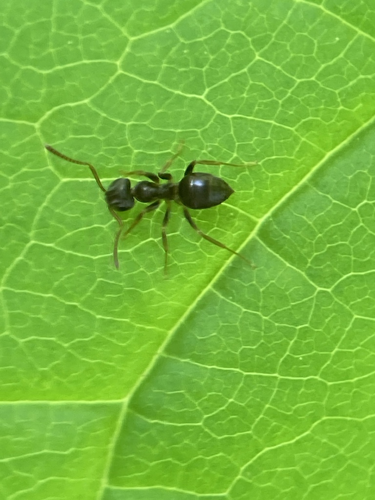 Woodland Fuzzy Ant from Kane Woods, Pittsburgh, PA, US on May 13, 2024 ...