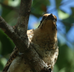 Eudynamys orientalis cyanocephalus