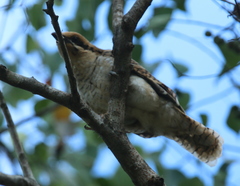 Eudynamys orientalis cyanocephalus