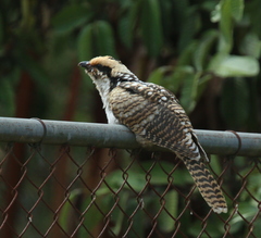 Eudynamys orientalis cyanocephalus