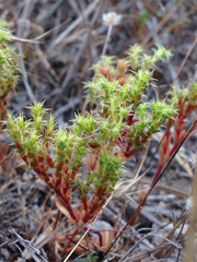 Lastarriaea coriacea