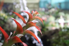 Tillandsia leiboldiana