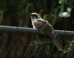 Eudynamys orientalis cyanocephalus