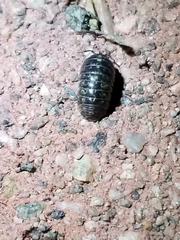 Armadillidium vulgare