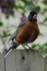 Turdus migratorius