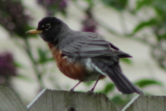 Turdus migratorius