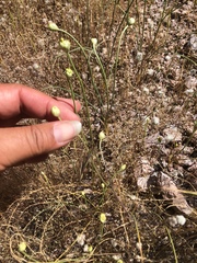 Allium lacunosum micranthum