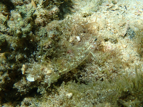 Gobiidae image
