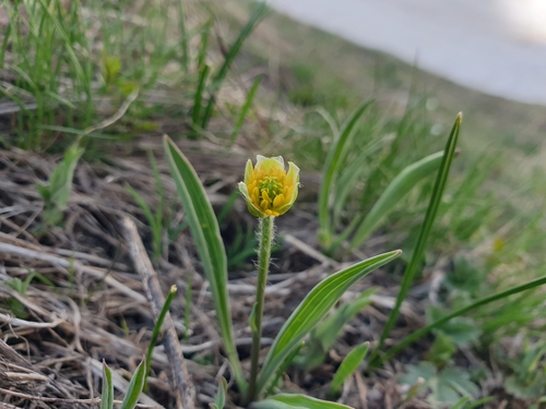 Image of Ranunculus kuepferi by (c) Clément Maouche, some rights reserved (CC BY)