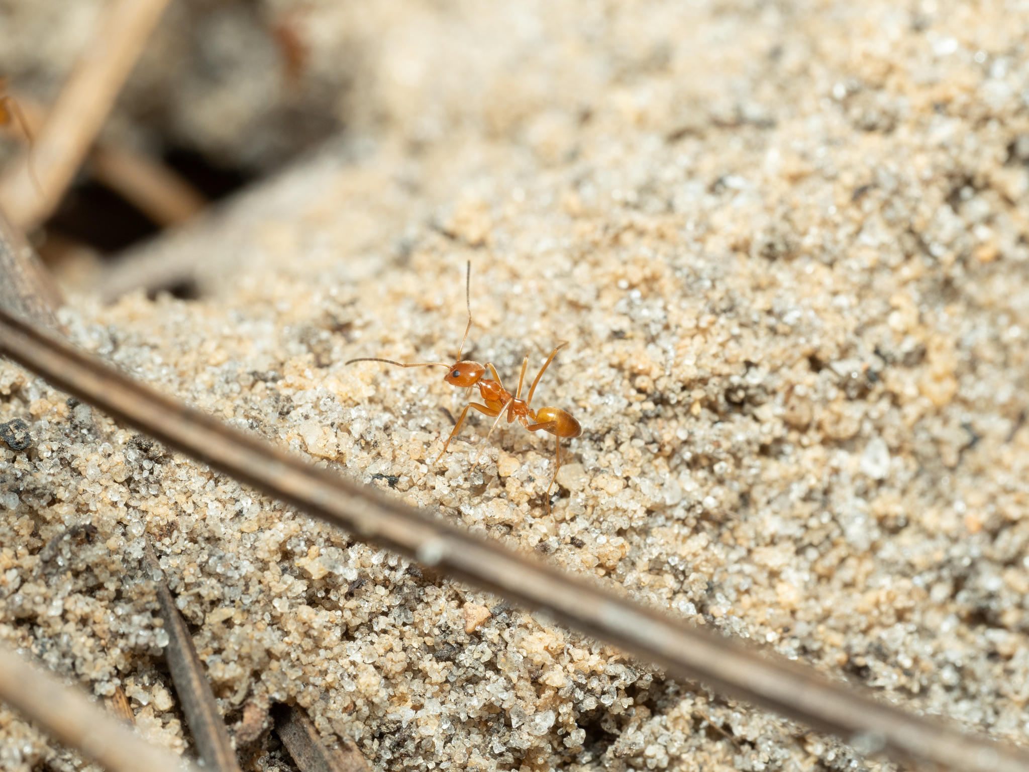 Dorymyrmex elegans