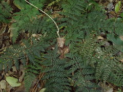 Polystichum silvaticum