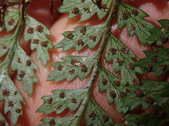 Polystichum silvaticum