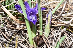 Iris ruthenica