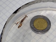 Alpheus paracrinitus