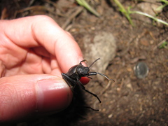 Coelocnemis