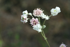 Hymenopappus artemisiifolius