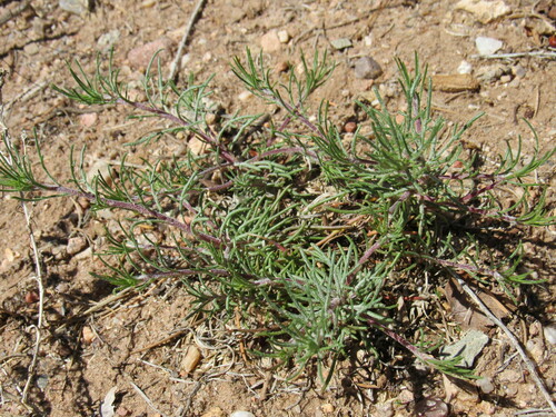 Image of Ipomopsis multiflora by (c) Anders Hastings, some rights reserved (CC BY)