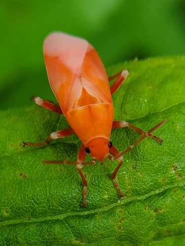 Large Milkweed Bug photographed in Tennessee