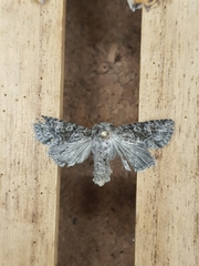 Lacinipolia cuneata