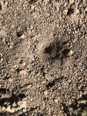 Vermileo comstocki