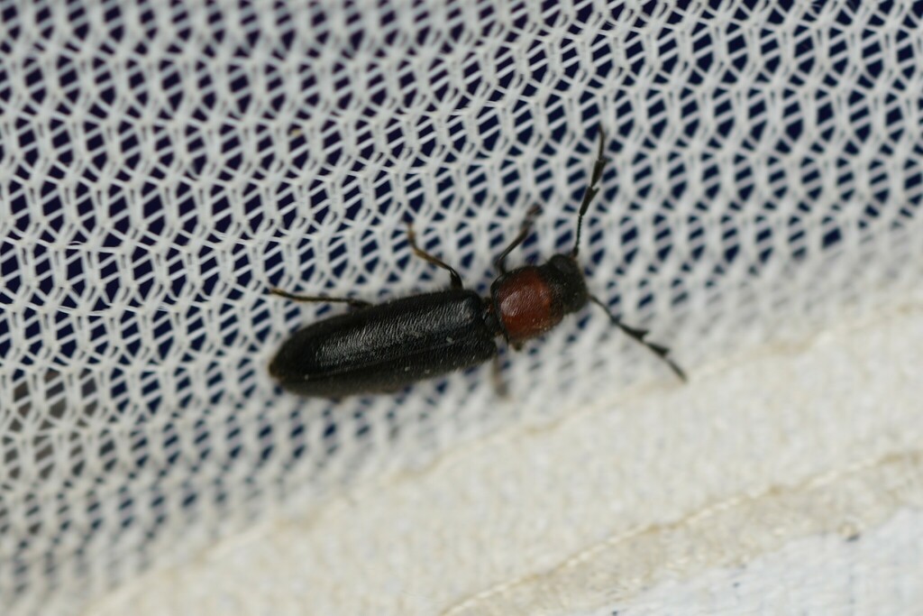 Thoracic Checkered Beetle