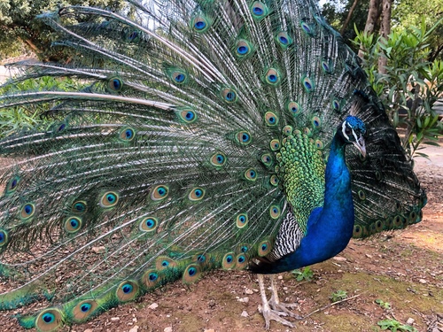 Indijski paun (Pavo cristatus)