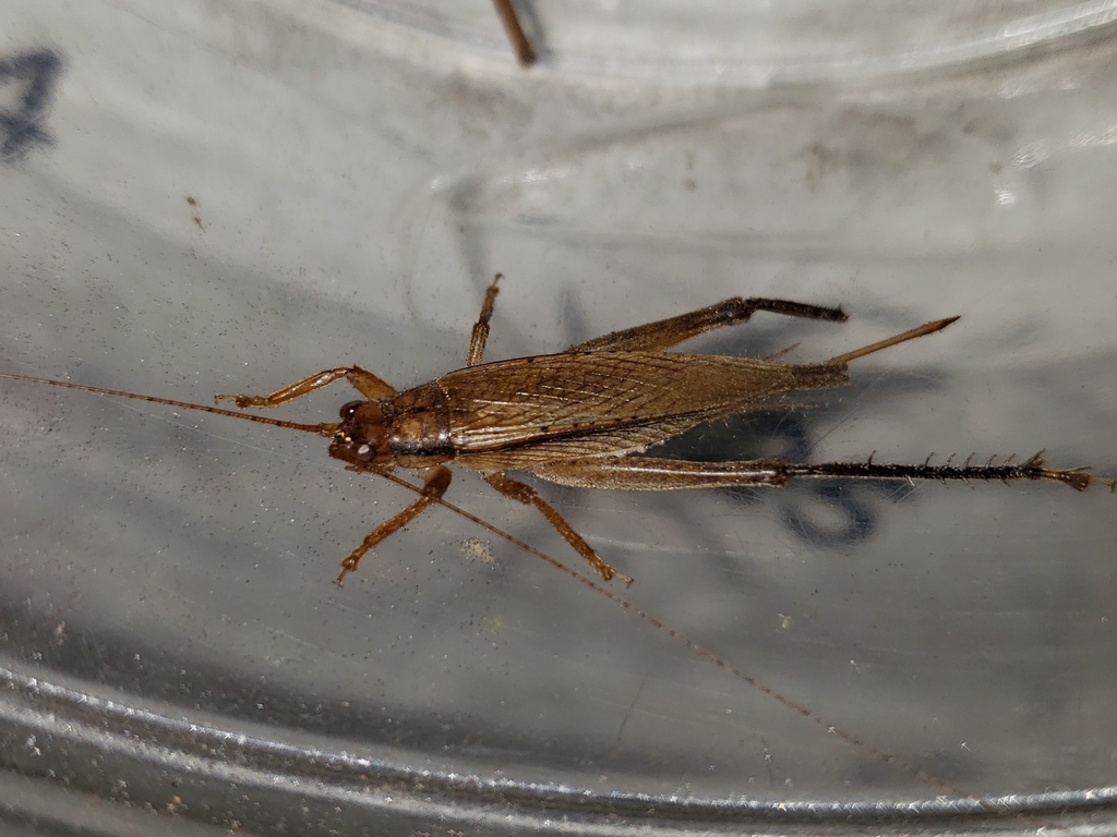 Antillicharis