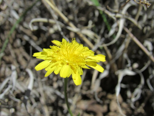 Image of Malacothrix fendleri by (c) Anders Hastings, some rights reserved (CC BY)