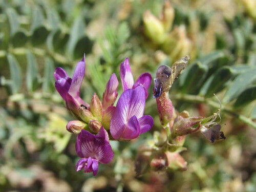 Specklepod Milkvetch (Astragalus diphysus)