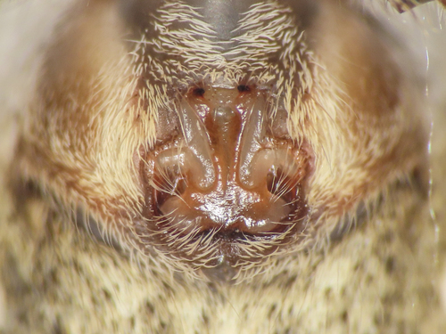 European Nursery Web spider, photo 9 of 9