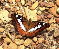 Moduza procris procris