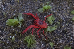 Ulva californica