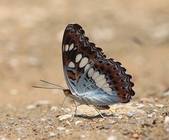 Moduza procris procris