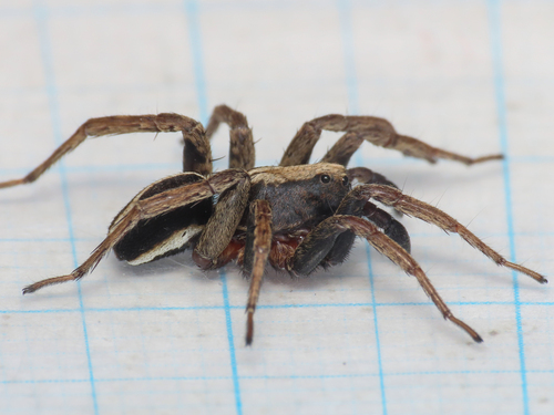 White-banded Fox Spider