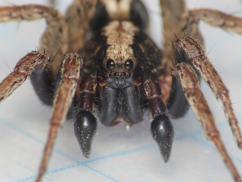 White-banded Fox Spider
